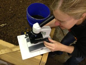 worm-wine-fungi-vermicompost