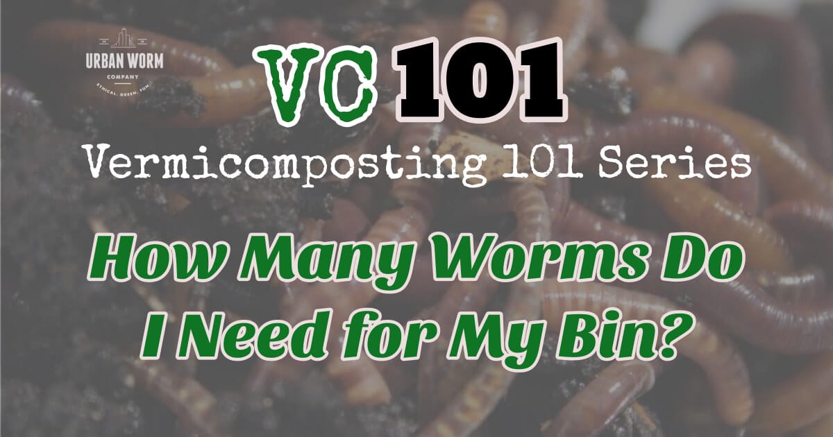 How many red wigglers do I need for my bin?