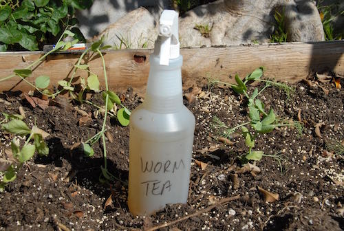 worm tea image
