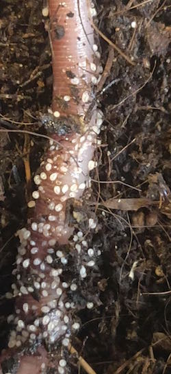 Mites attacking a worm