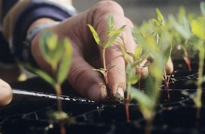 image of seedling
