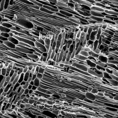 microscope image of biochar