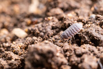 Anyone know what these tiny white bug things are in the Worm bin? Happened  after some bread n cabbage pieces went in I believe. : r/Vermiculture