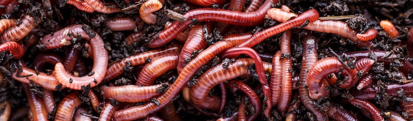Earthworms clustered in soil