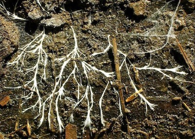 Mycorrhiza create underground networks between roots in the soil food web