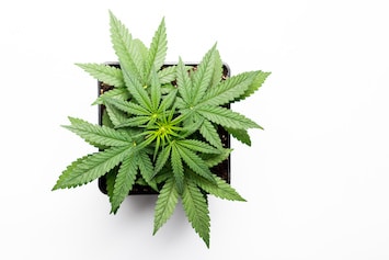 cannabis plant on a white background